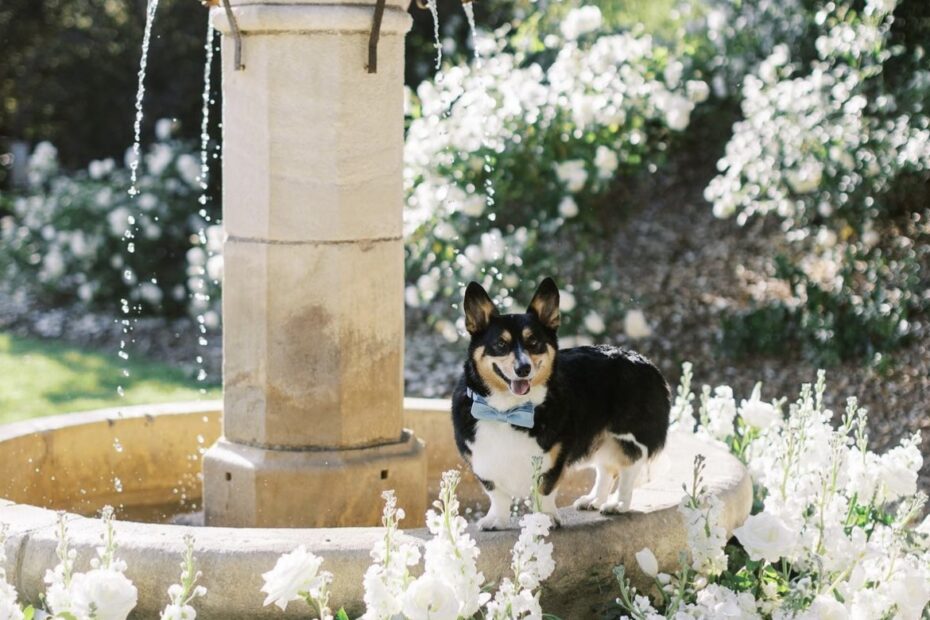 Perfect for ceremonies, receptions, or photo backdrops, a floral-adorned fountain adds a touch of sophistication while embracing the beauty of nature.