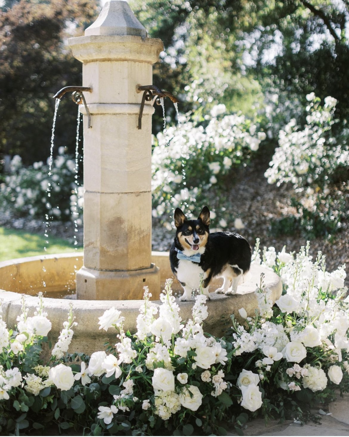 Perfect for ceremonies, receptions, or photo backdrops, a floral-adorned fountain adds a touch of sophistication while embracing the beauty of nature.